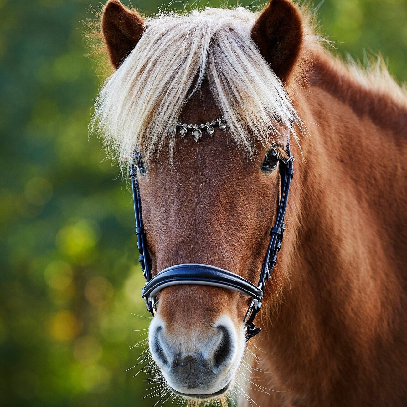 Trensenzaum Eiskristall für Isländer Bild 3