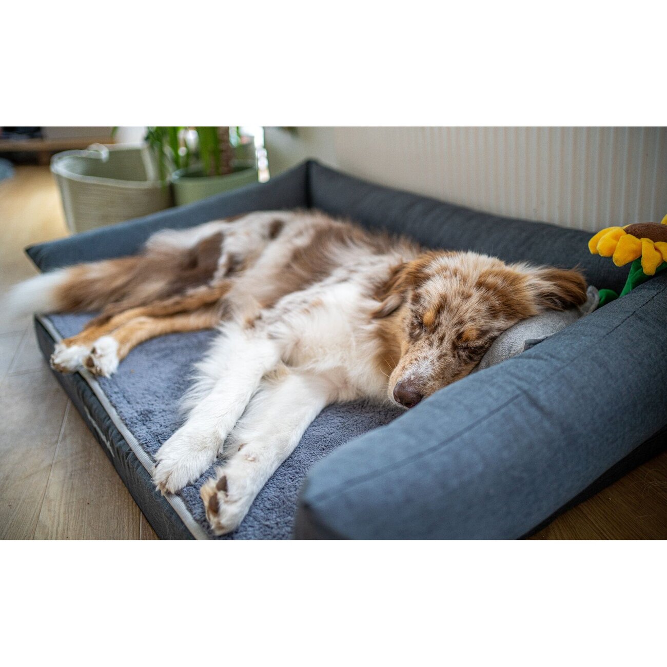 Das Schützende - Hundesofa mit Rand Bild 2