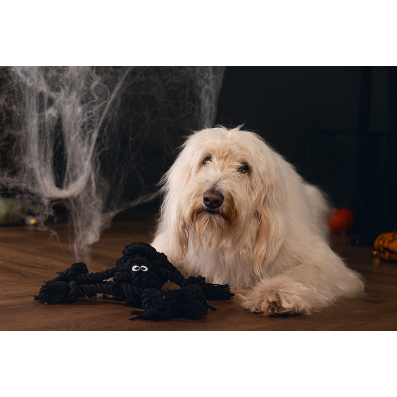Halloween Spinne Flossy Seilspielzeug für Hunde Bild 2