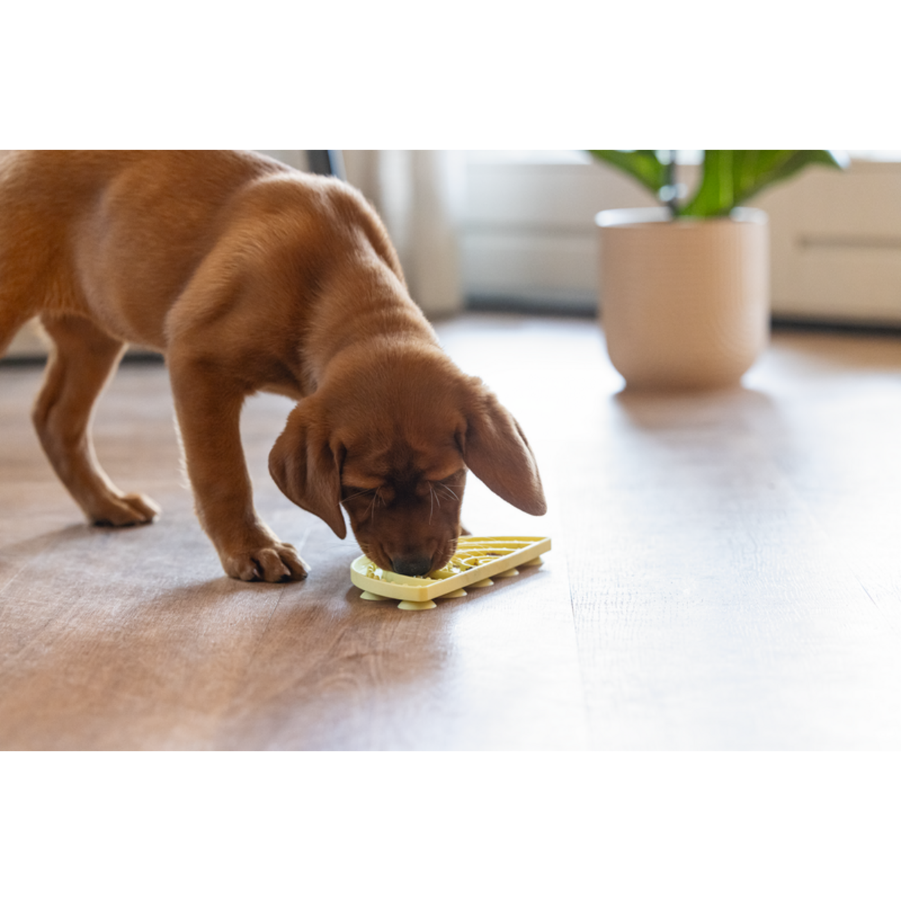 Puppy Welpen Leckmatte Regenbogen Bild 2