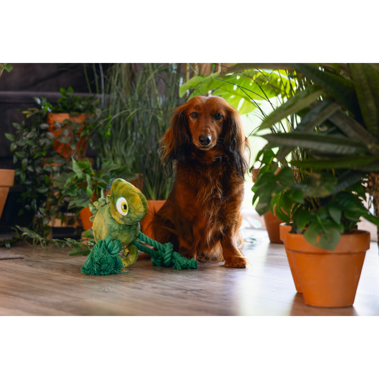 Plüsch-Seilspielzeug Dschungel Kodi für Hunde Bild 2