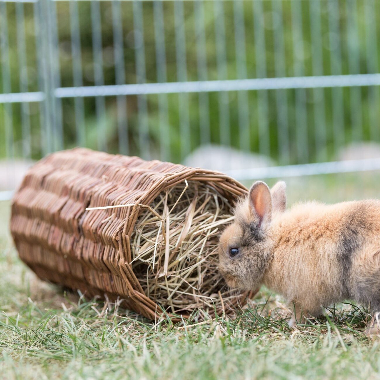 Weidentunnel für Kleintiere Bild 5