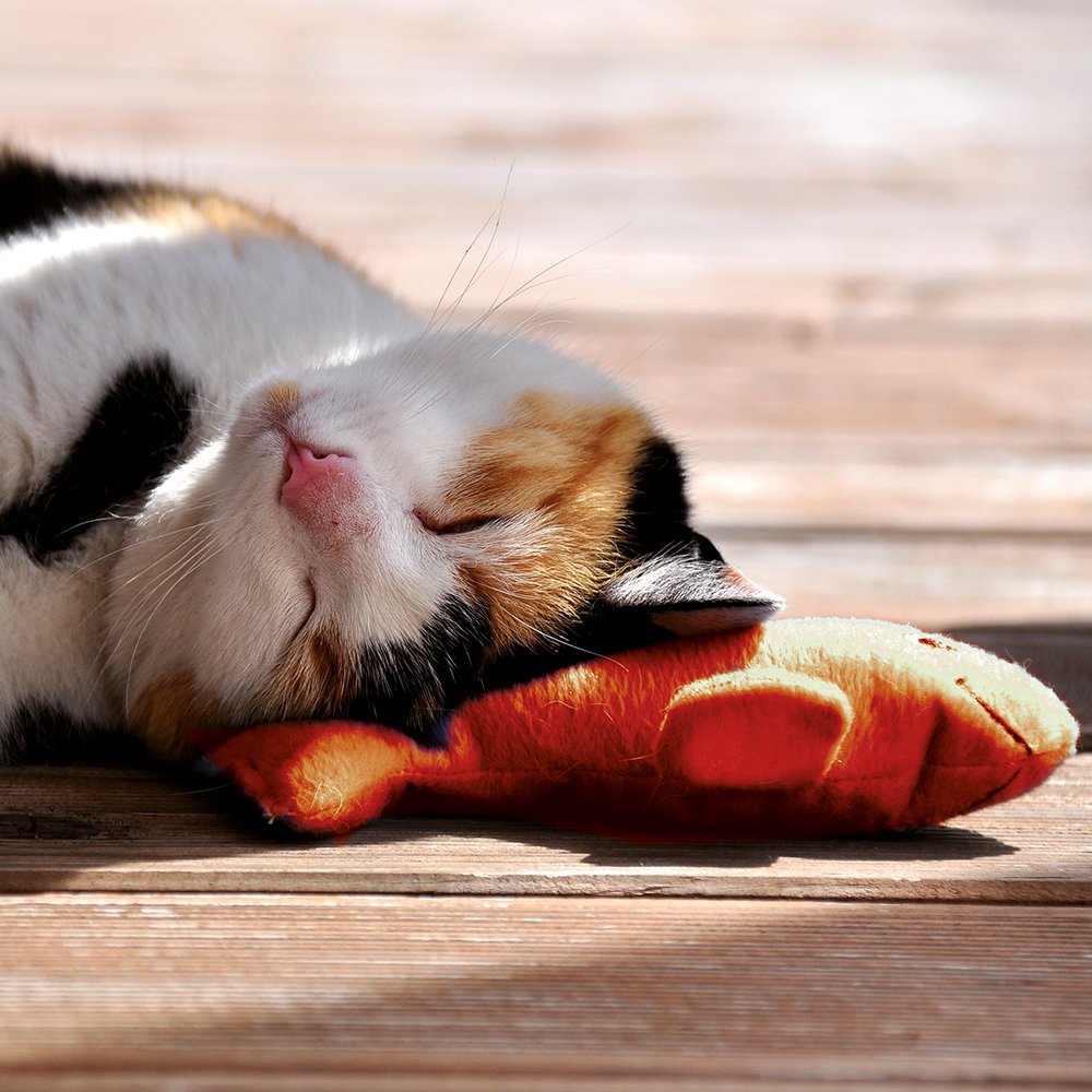 Wellness Katzenspielkissen Welli-Fisch Bild 6