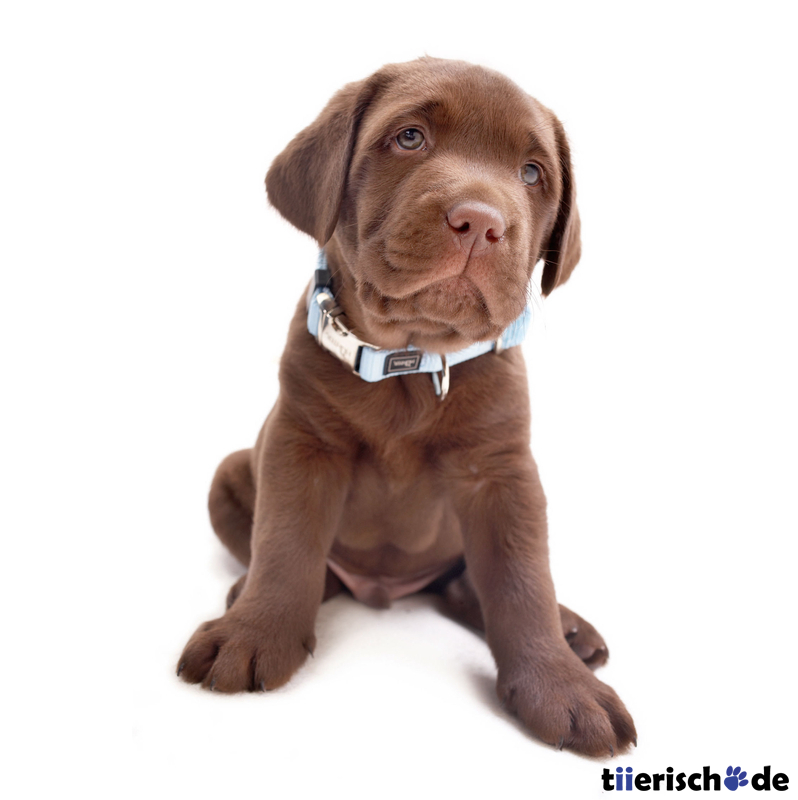 Welpenhalsband Vario Basic Puppy Alu-Strong Bild 2