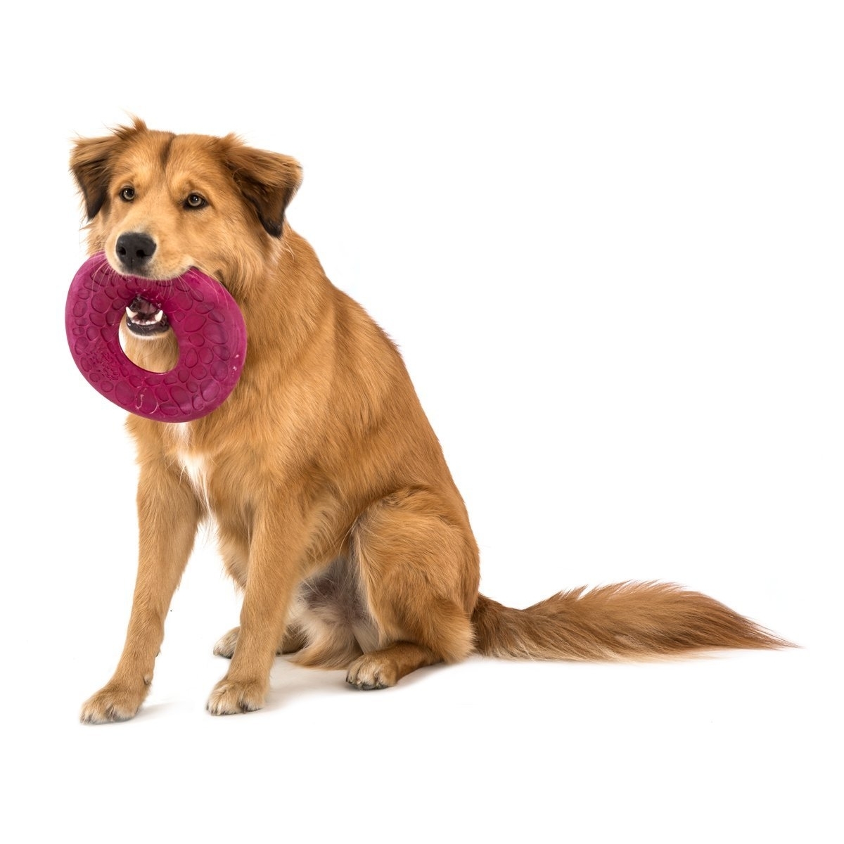 West Paw Air Dash für Hunde Bild 4