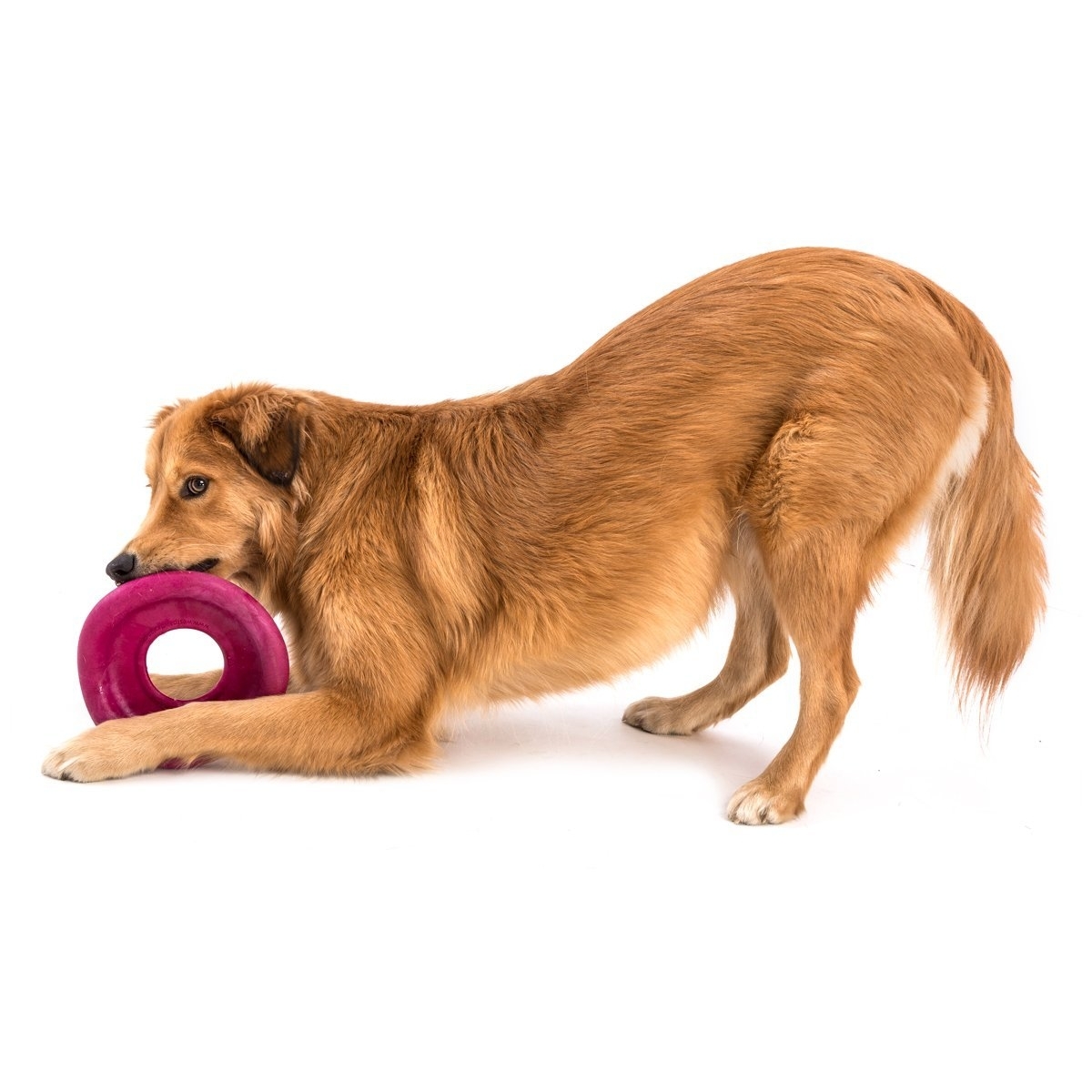 West Paw Air Dash für Hunde Bild 14