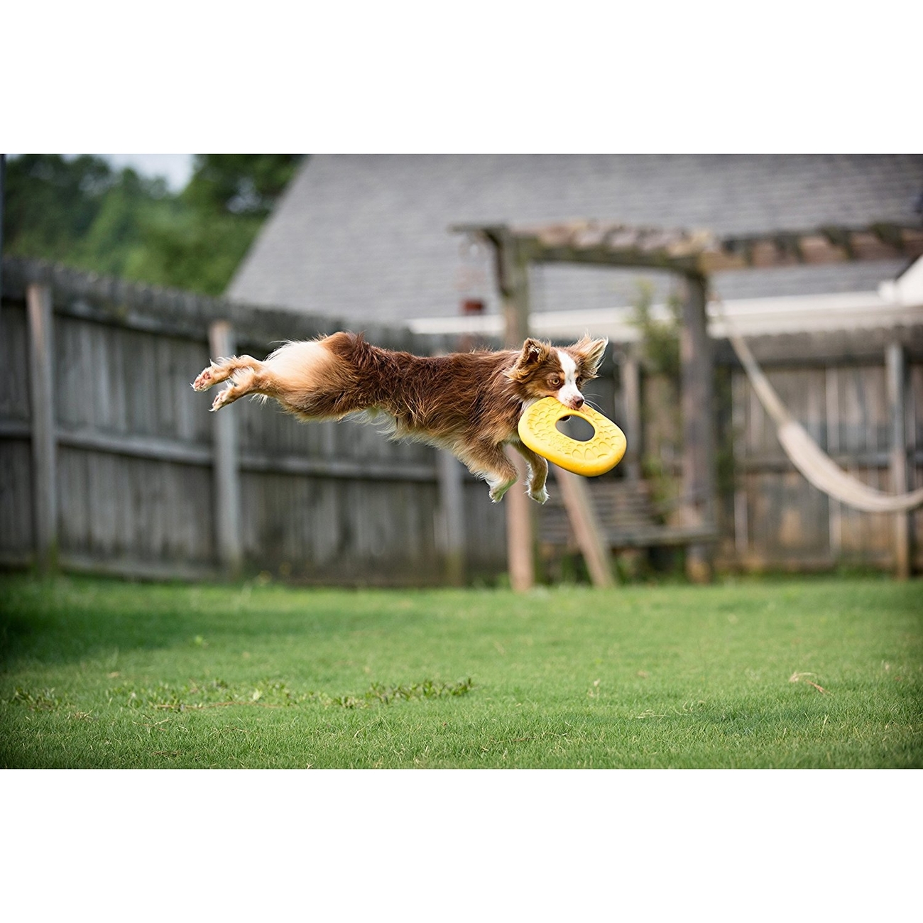 West Paw Air Dash für Hunde Bild 2