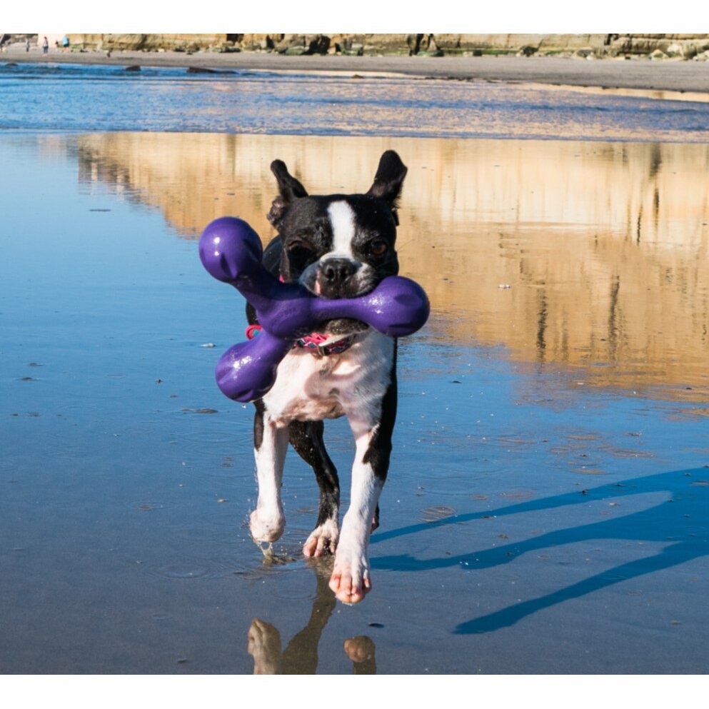 Echo Skamp Hundespielzeug Bild 10