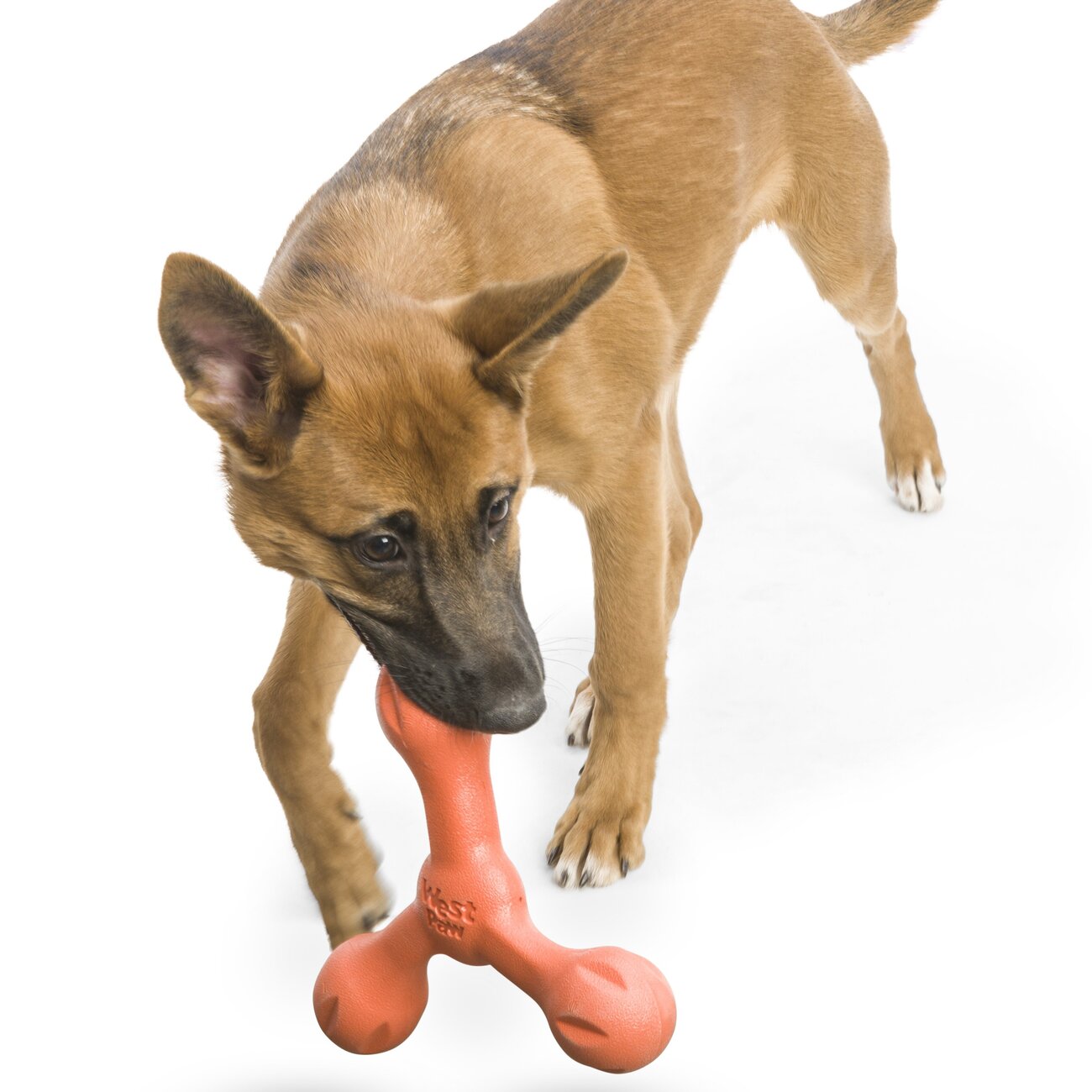 Echo Skamp Hundespielzeug Bild 12