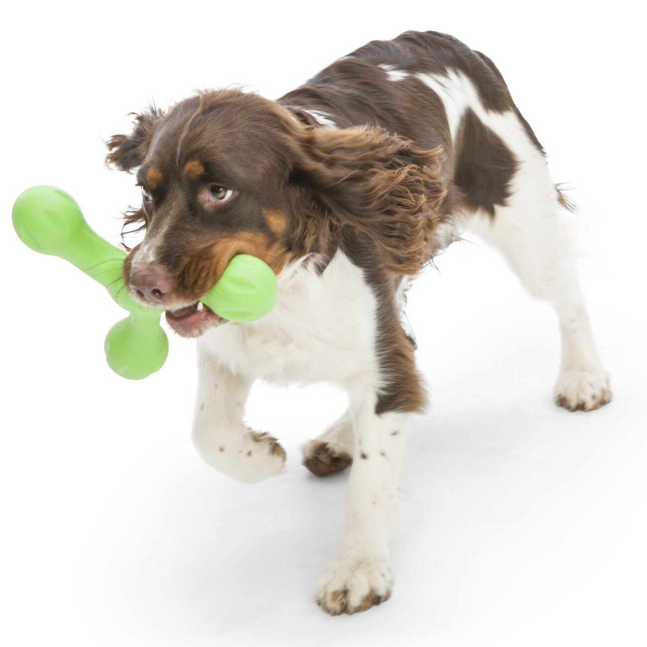 Echo Skamp Hundespielzeug Bild 5