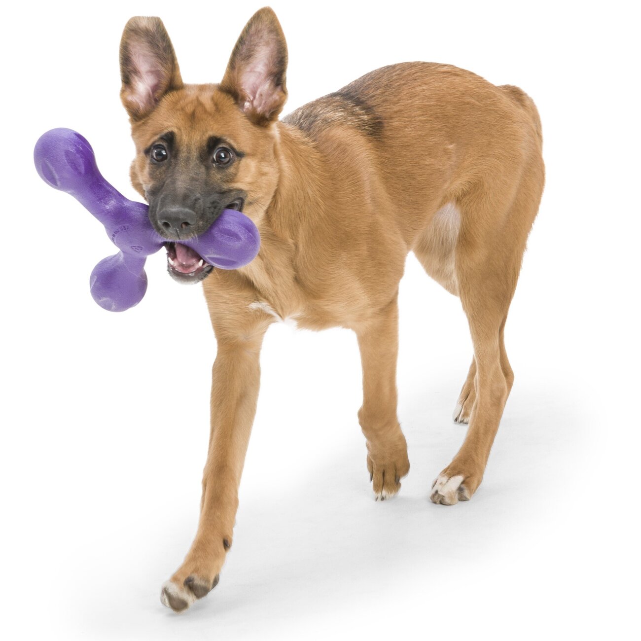 Echo Skamp Hundespielzeug Bild 8