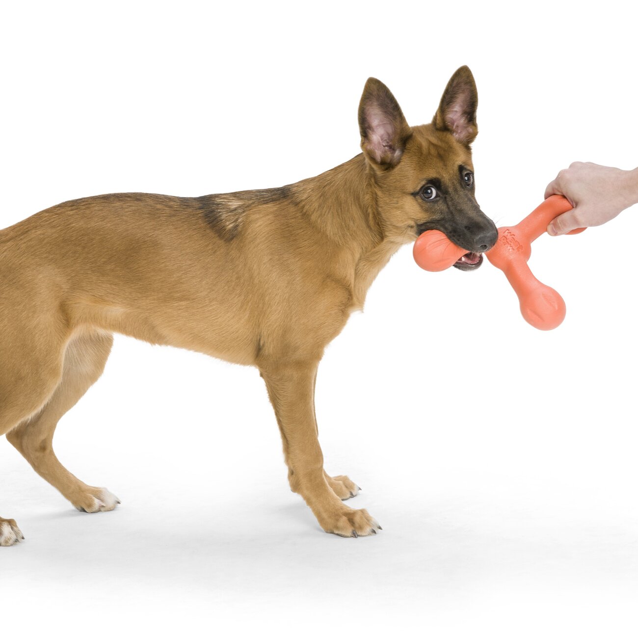 Echo Skamp Hundespielzeug Bild 13