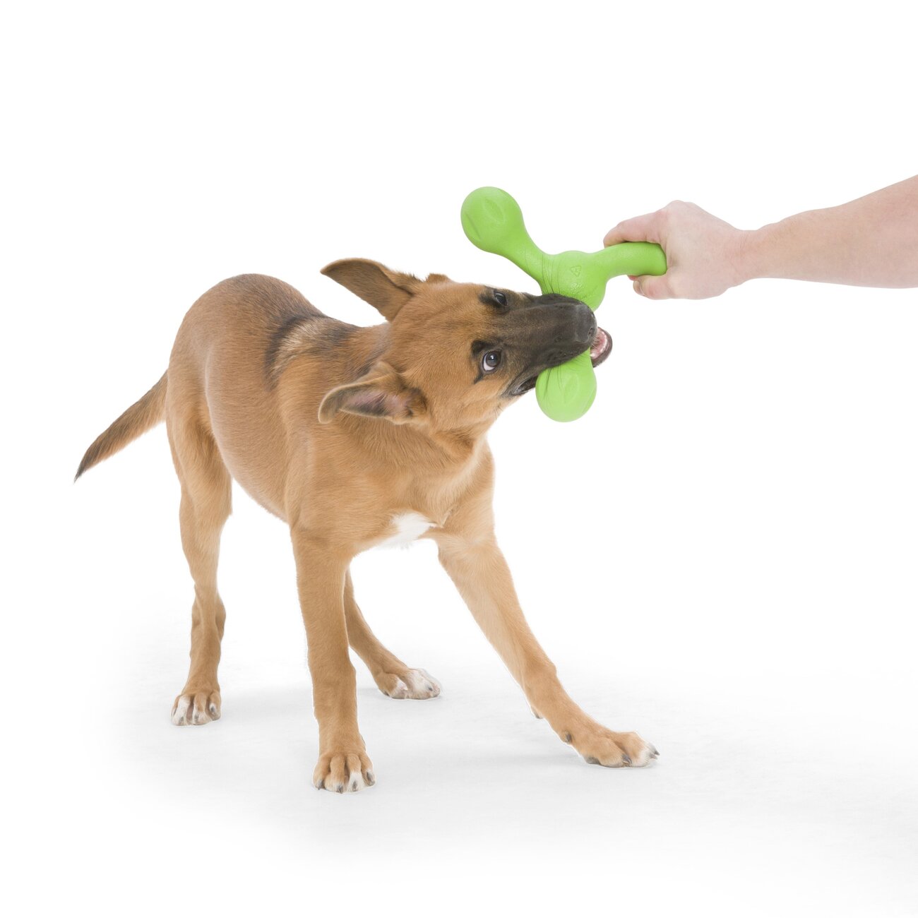 Echo Skamp Hundespielzeug Bild 4