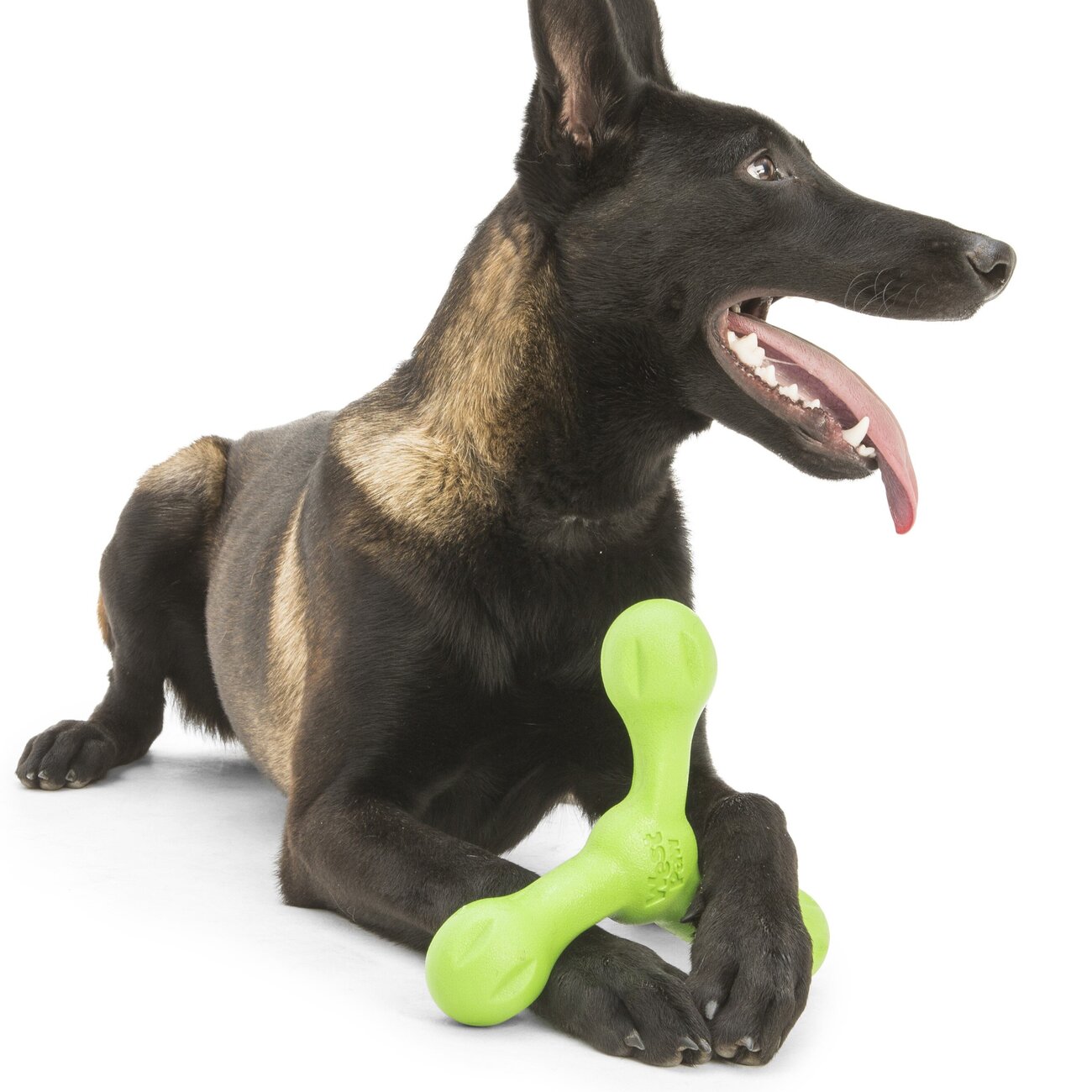 Echo Skamp Hundespielzeug Bild 2