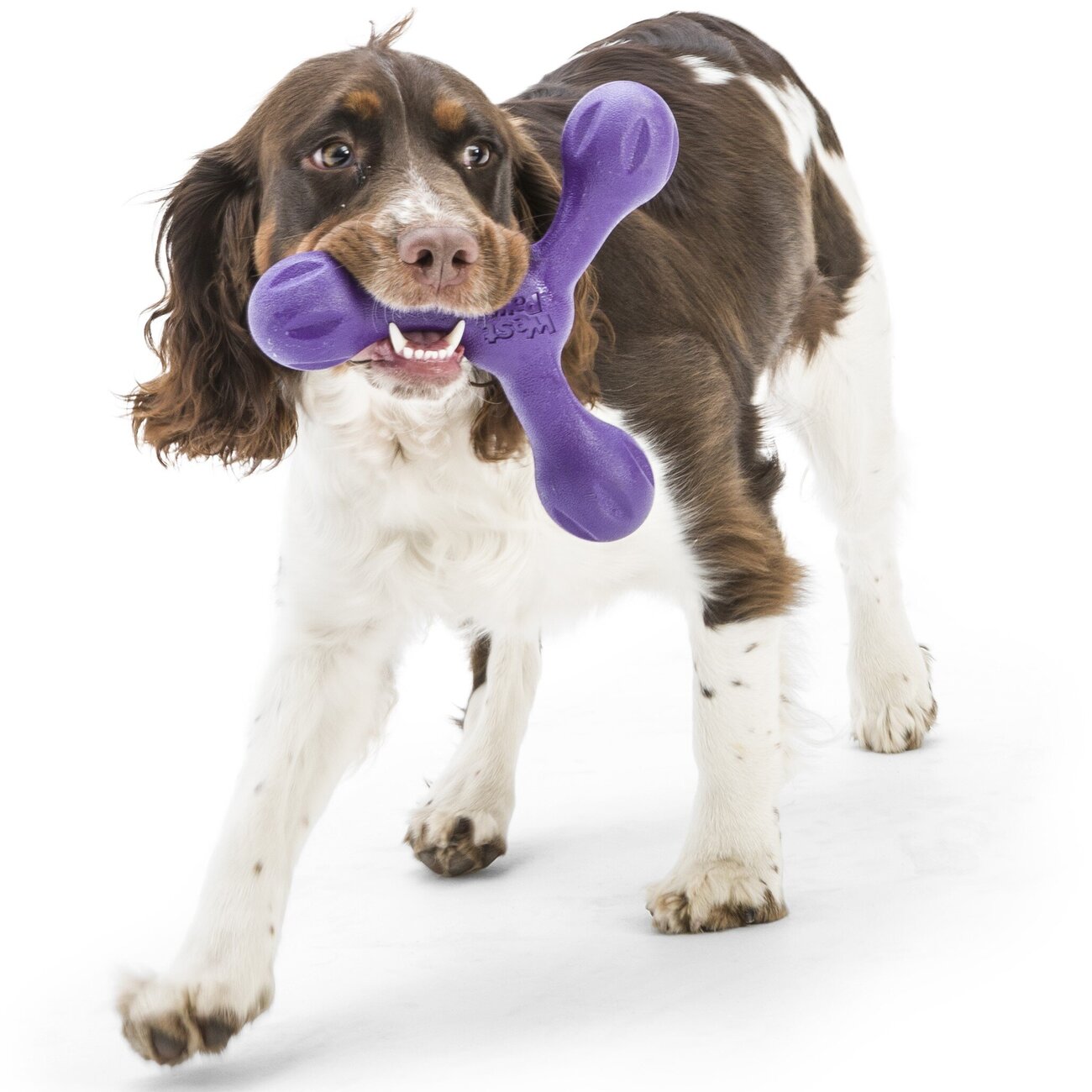 Echo Skamp Hundespielzeug Bild 9