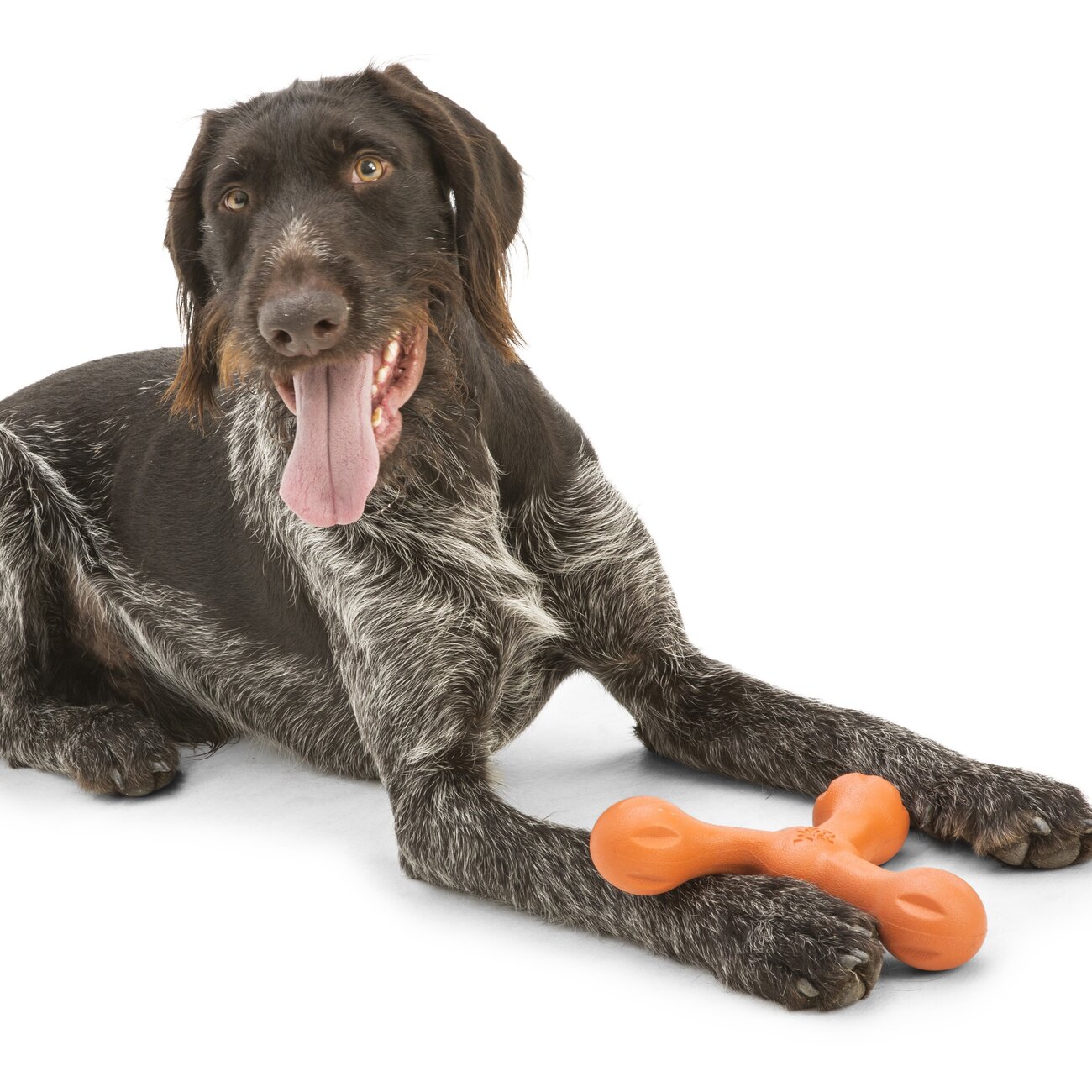 Echo Skamp Hundespielzeug Bild 14