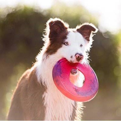 Hundefrisbee Seaflex Sailz Bild 2