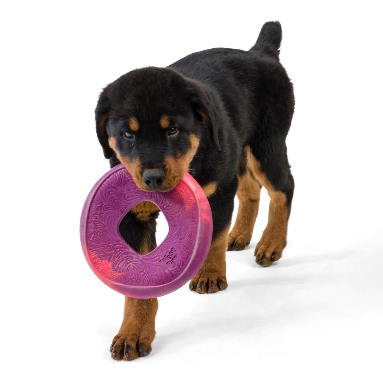 Hundefrisbee Seaflex Sailz Bild 7