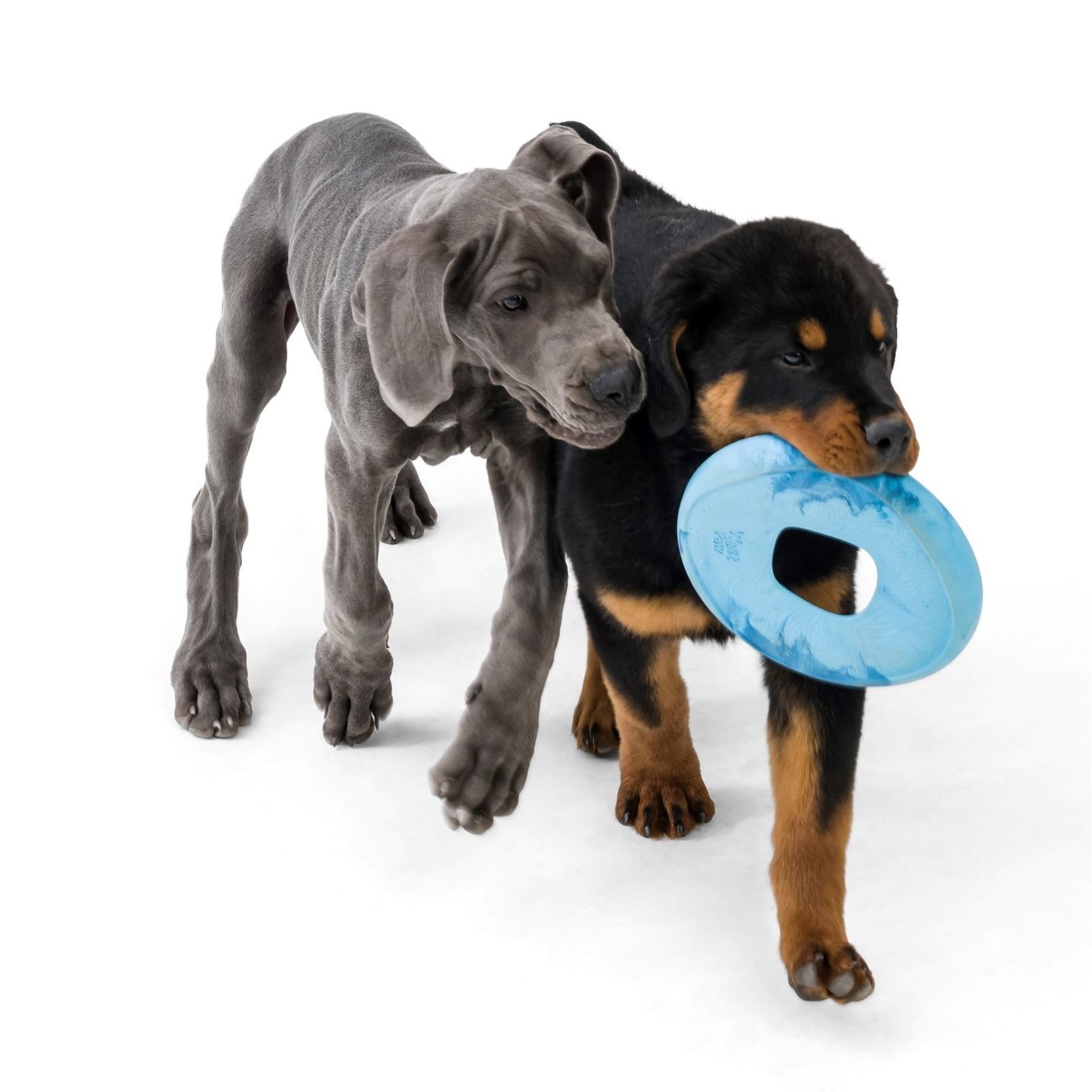 Hundefrisbee Seaflex Sailz Bild 4