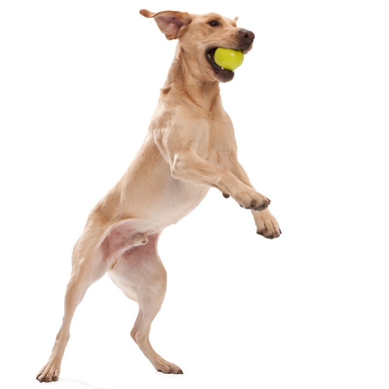 West Paw Jive Hundespielzeug Bild 2