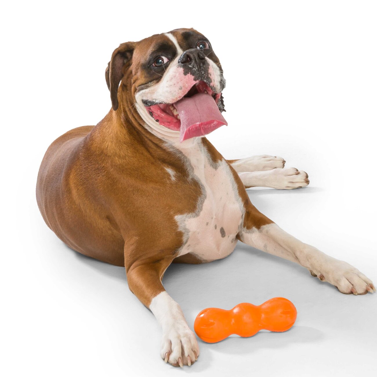 Rumpus Hundespielzeug Bild 11