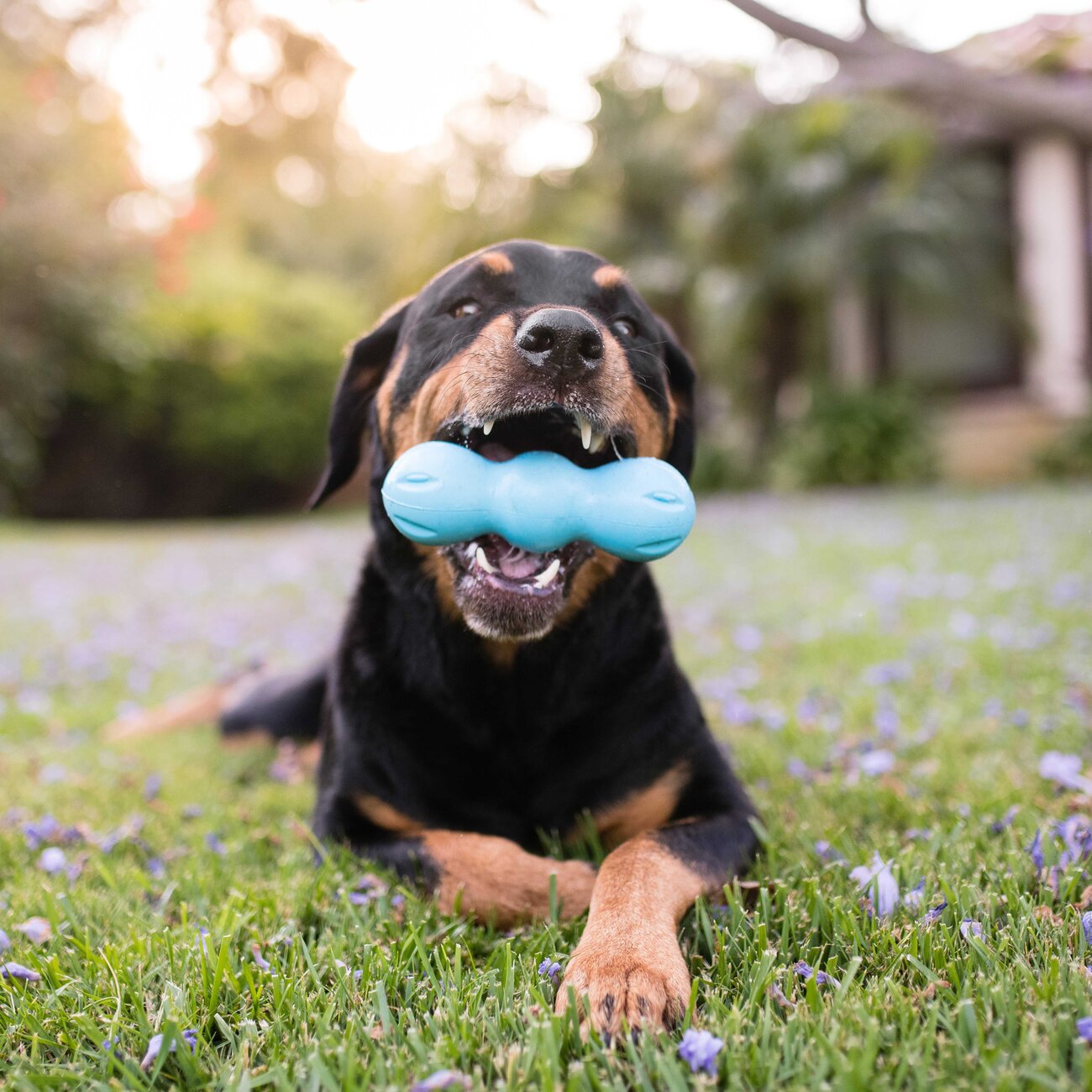 Rumpus Hundespielzeug Bild 2