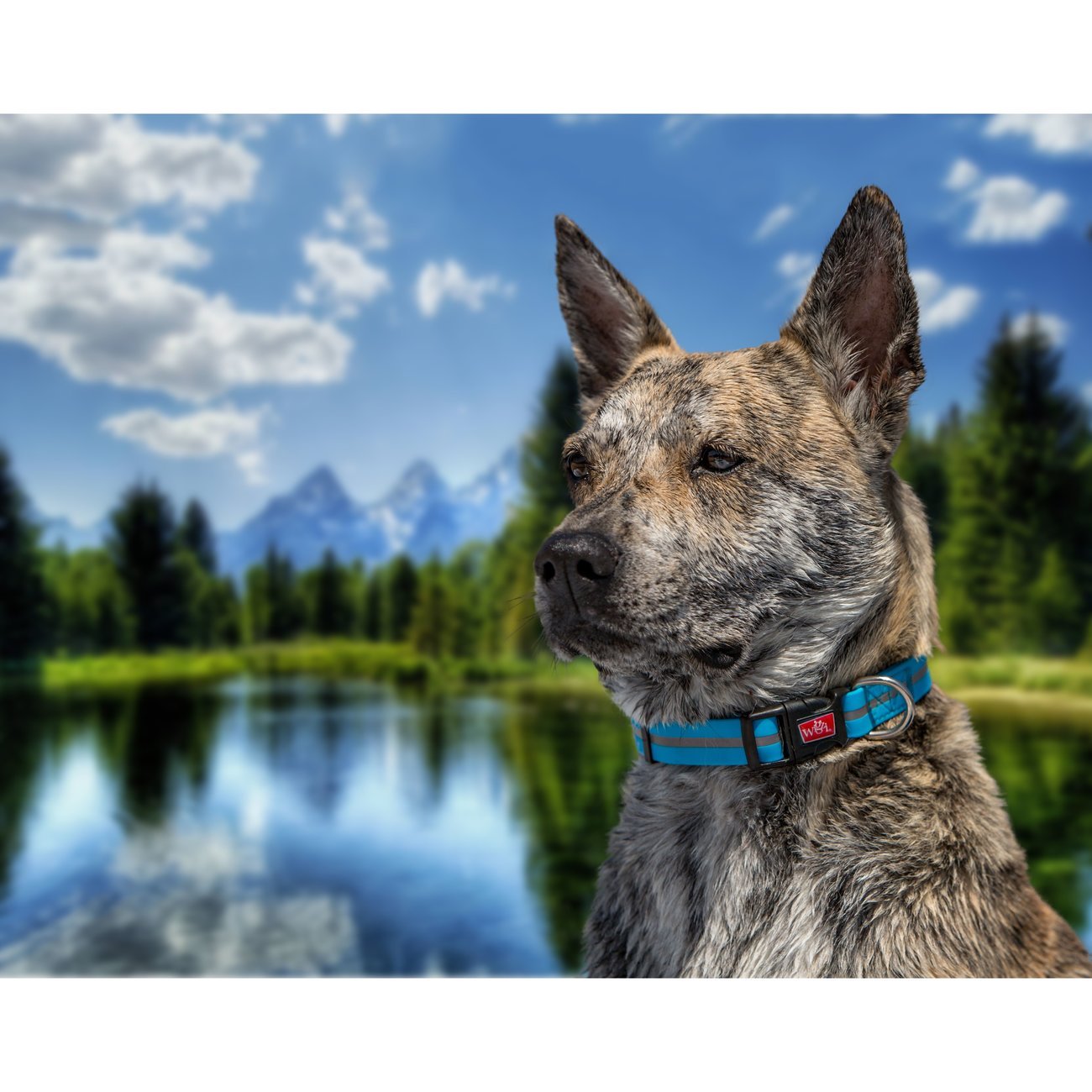 Wigzi wasserfestes Hundehalsband reflektierend Bild 3