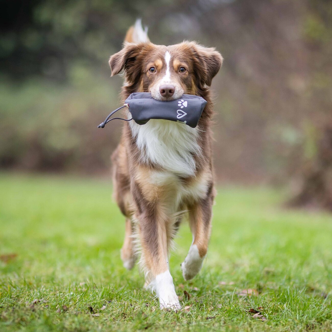 Adventure Dummy für Hunde Bild 2