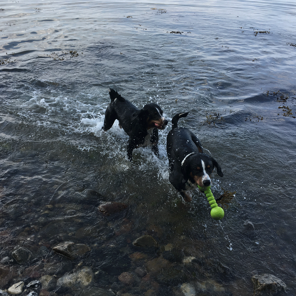 Wolters Aqua-Fun Gym Hundespielzeug Bild 3