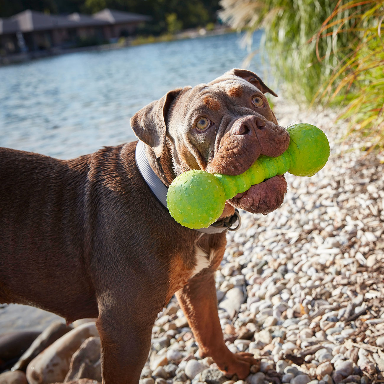 Wolters Aqua-Fun Gym Hundespielzeug Bild 2