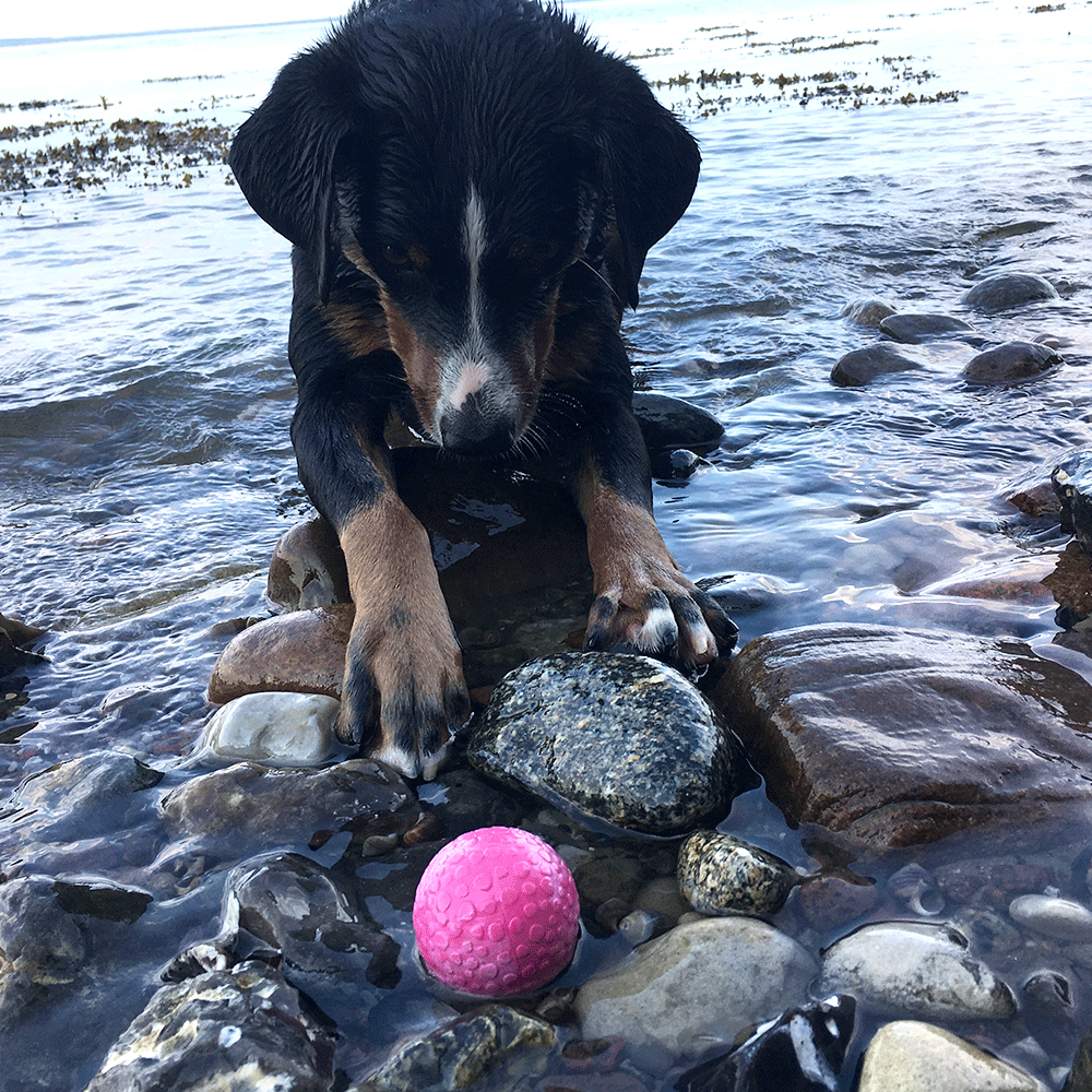 Wolters Aqua-Fun Wasserball Hundespielzeug Bild 3