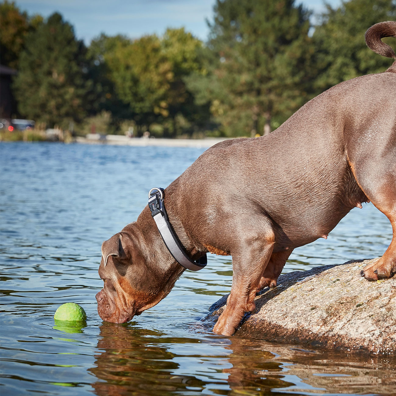 Wolters Aqua-Fun Wasserball Hundespielzeug Bild 2