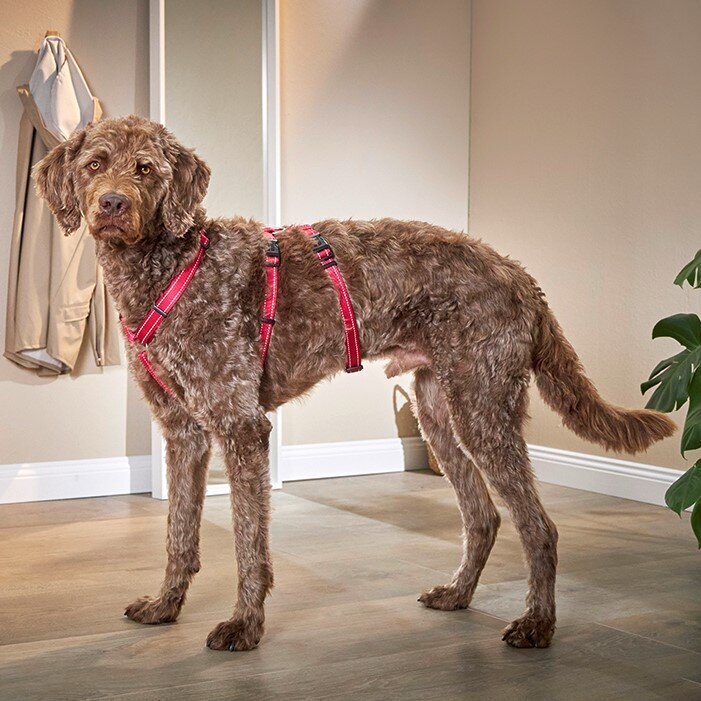 Ausbruchssicheres Hundegeschirr Soft & Safe No Escape Bild 2