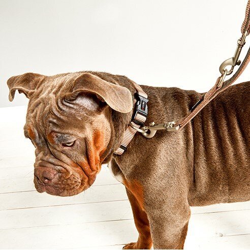 Wolters Halsband Professional Comfort Extra breit Bild 2