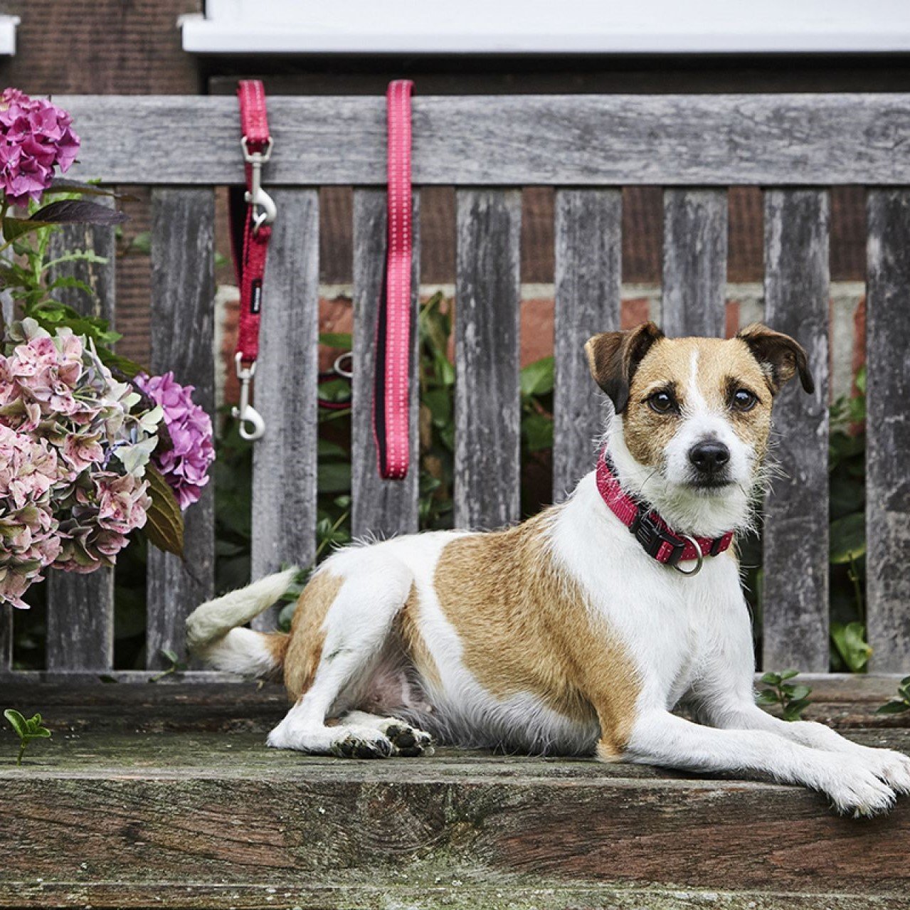 Halsband Soft & Safe reflektierend Bild 2