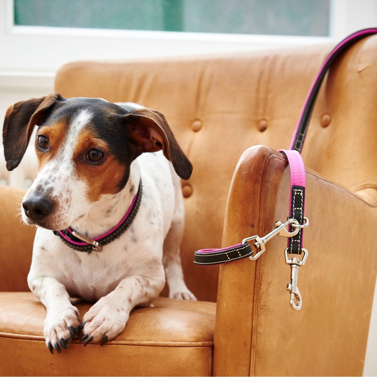 Wolters Halsband Terranova Fettleder Bild 2