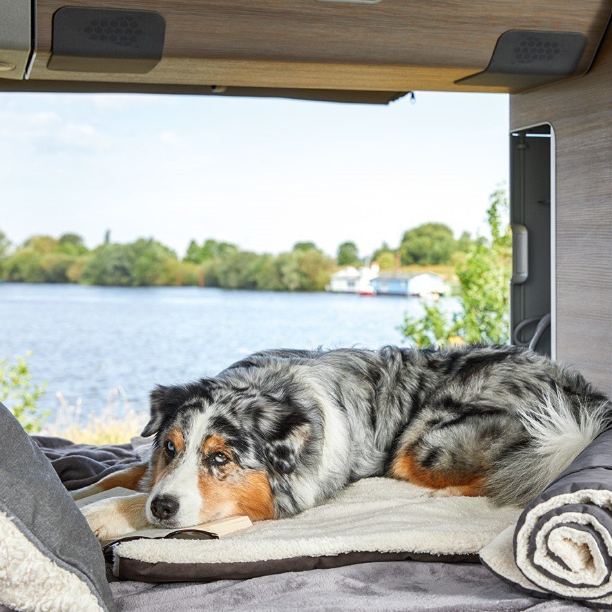 Hunde Reisedecke Vagabund Bild 2