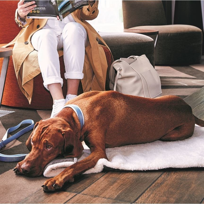 Hunde Reisedecke Vagabund Bild 7