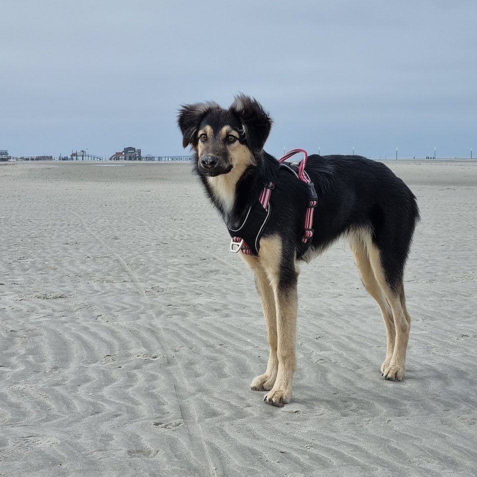 Hundegeschirr Active Pro Bild 3