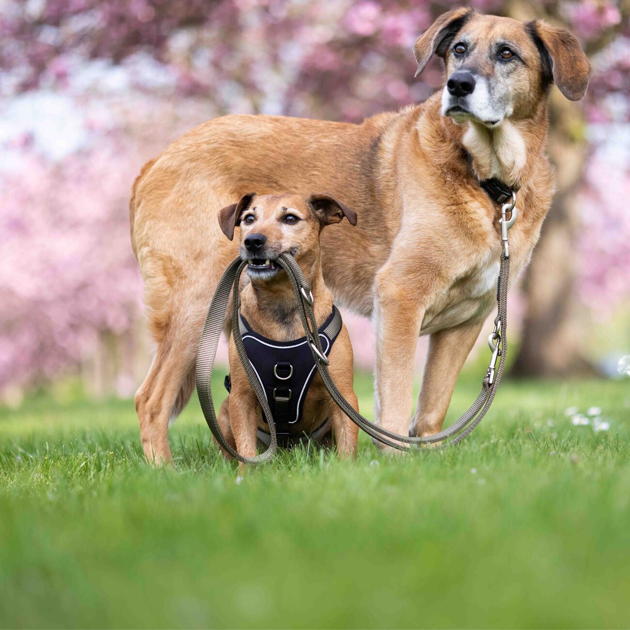 Wolters Hundegeschirr gepolstert Professional Comfort Bild 2