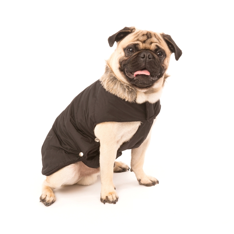 Wolters Parka für Mops & Co mit Fellkragen Bild 6