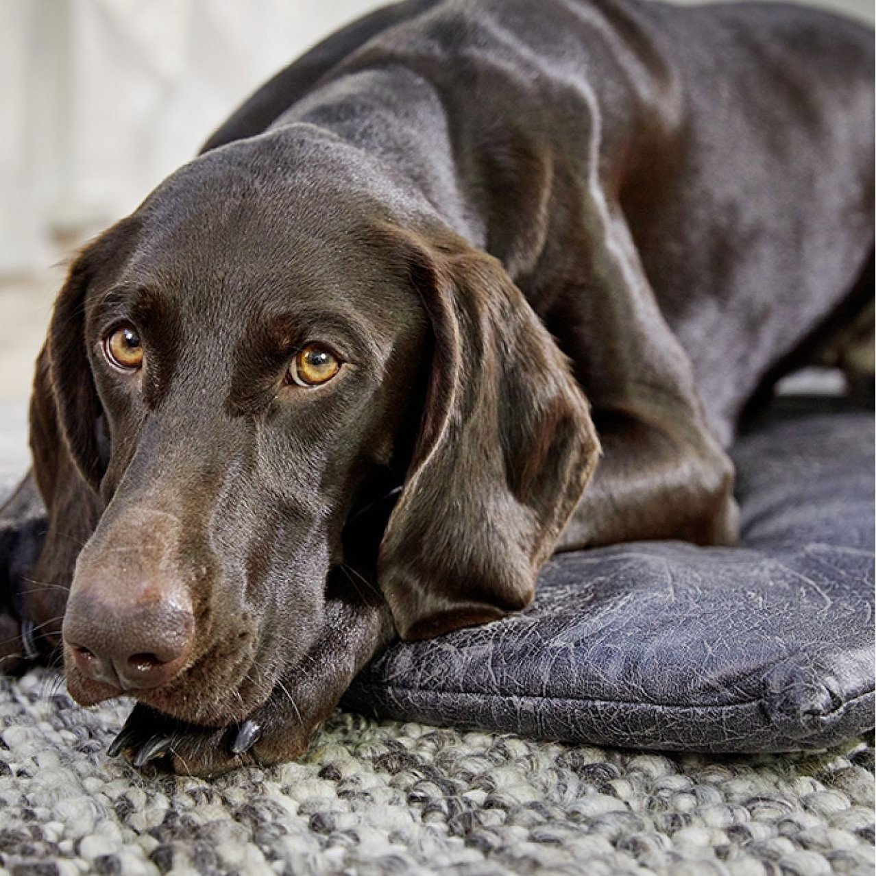 Wolters Senator Reise Hunde Matratze Kunstleder Bild 2