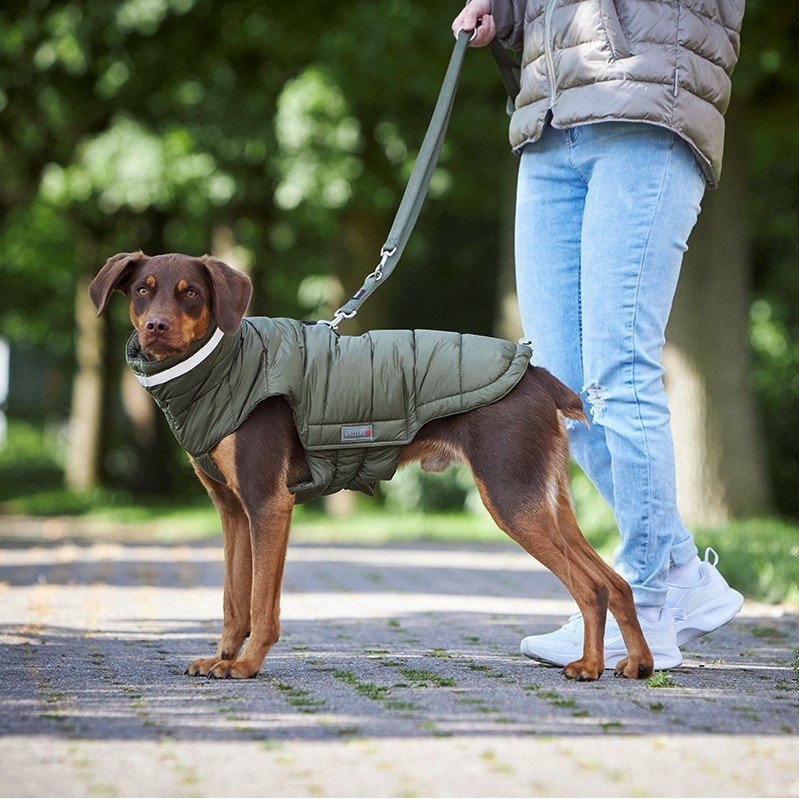 Steppjacke Hund Cosy Bild 3