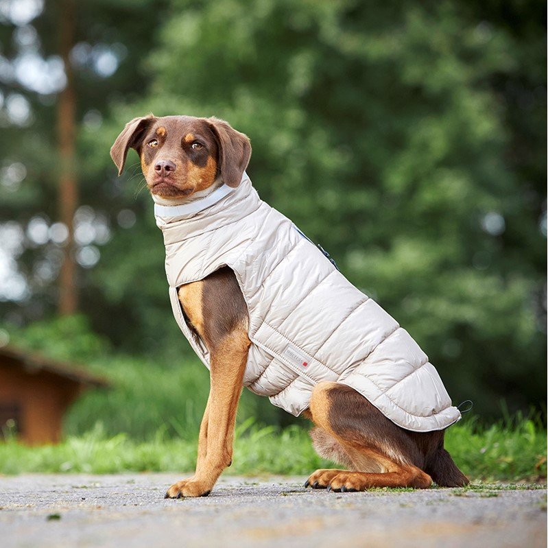 Steppjacke Hund Cosy Bild 4