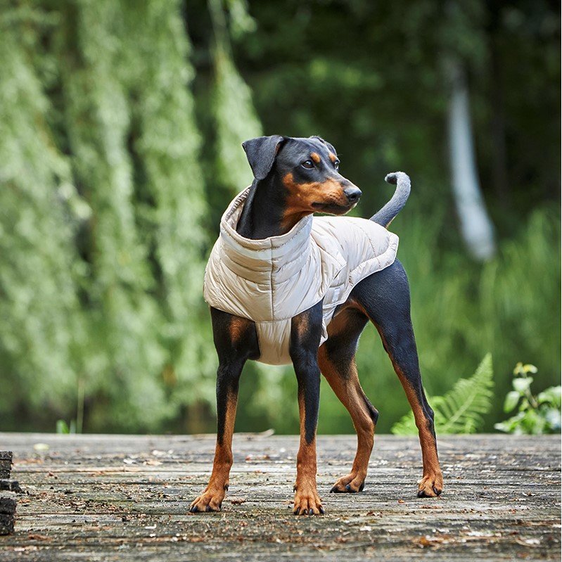 Steppjacke Hund Cosy Bild 5