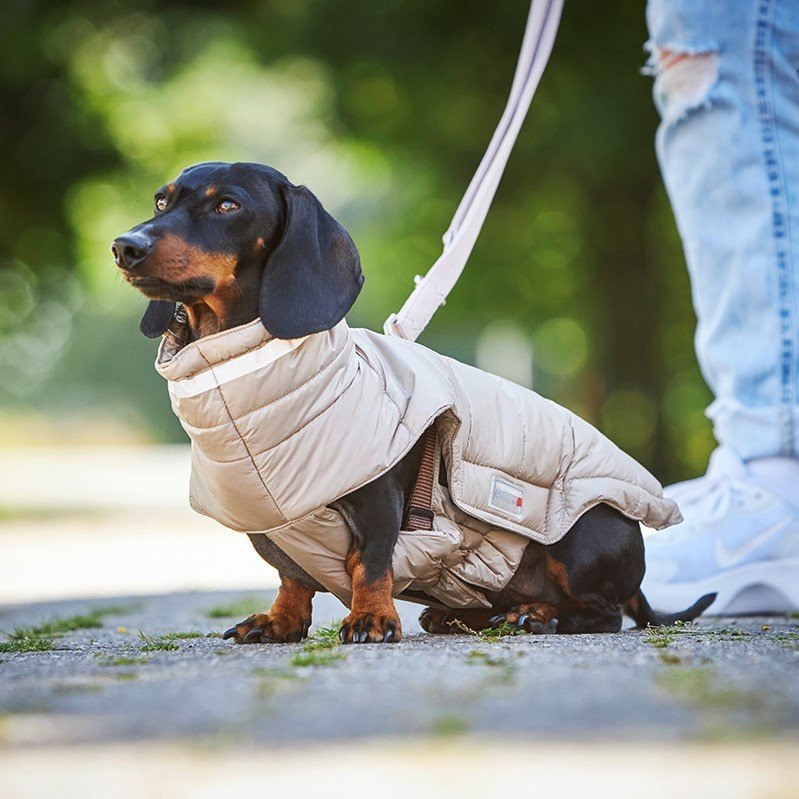 Steppjacke Cosy für Dackel Bild 2