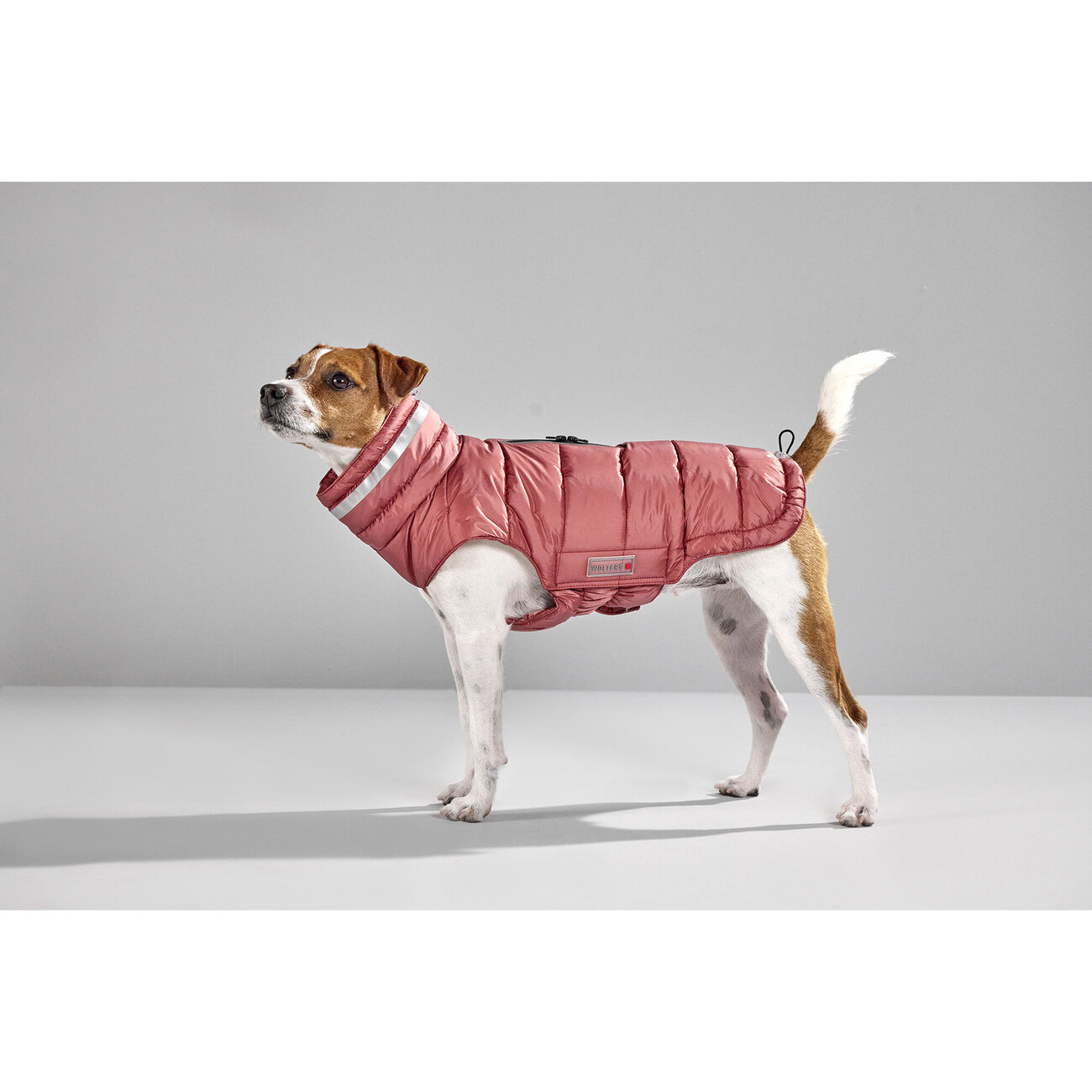 Steppjacke Hund Cosy Bild 11