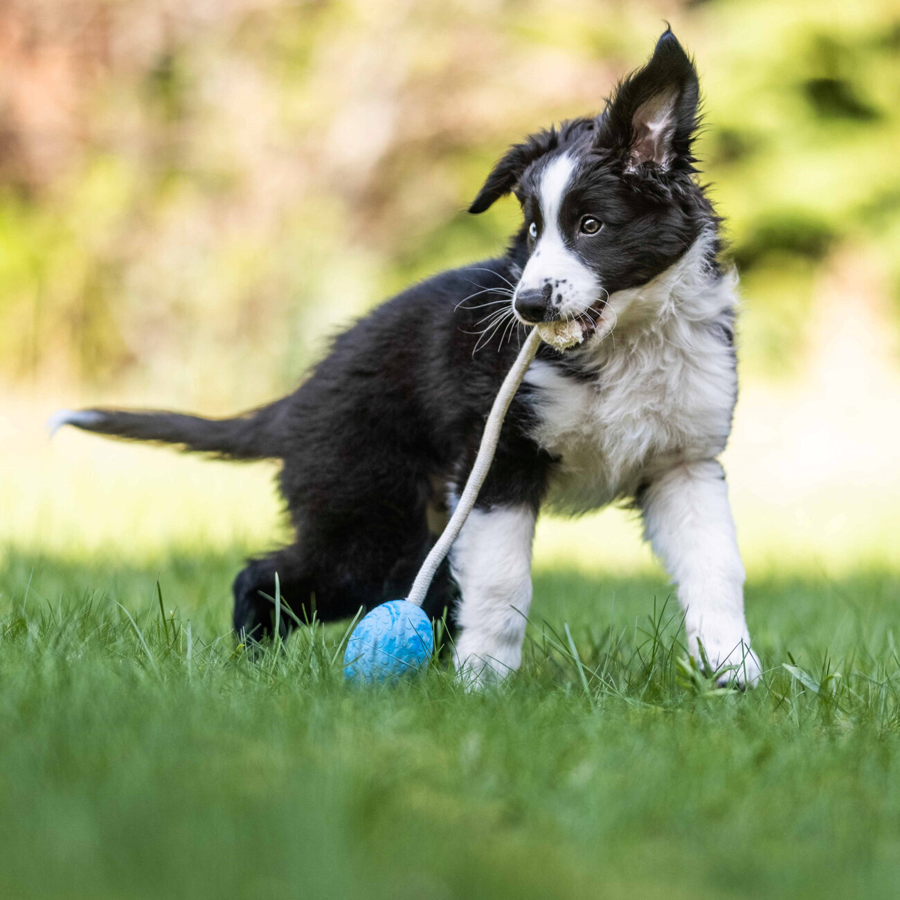 Wolters Straußen-Ei am Seil Hundespielzeug Bild 2