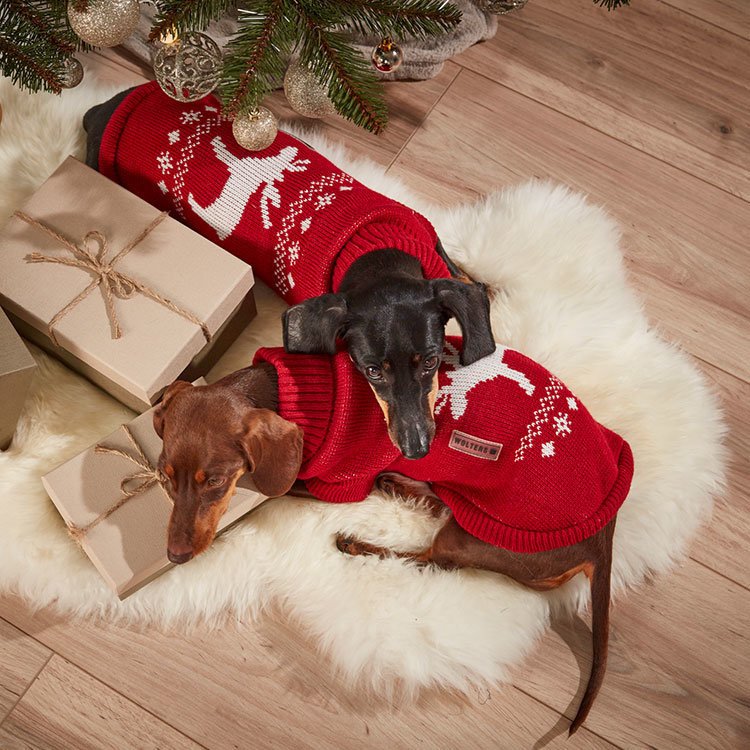 Wolters Strickpullover für Hunde mit Elch Motiv Bild 3