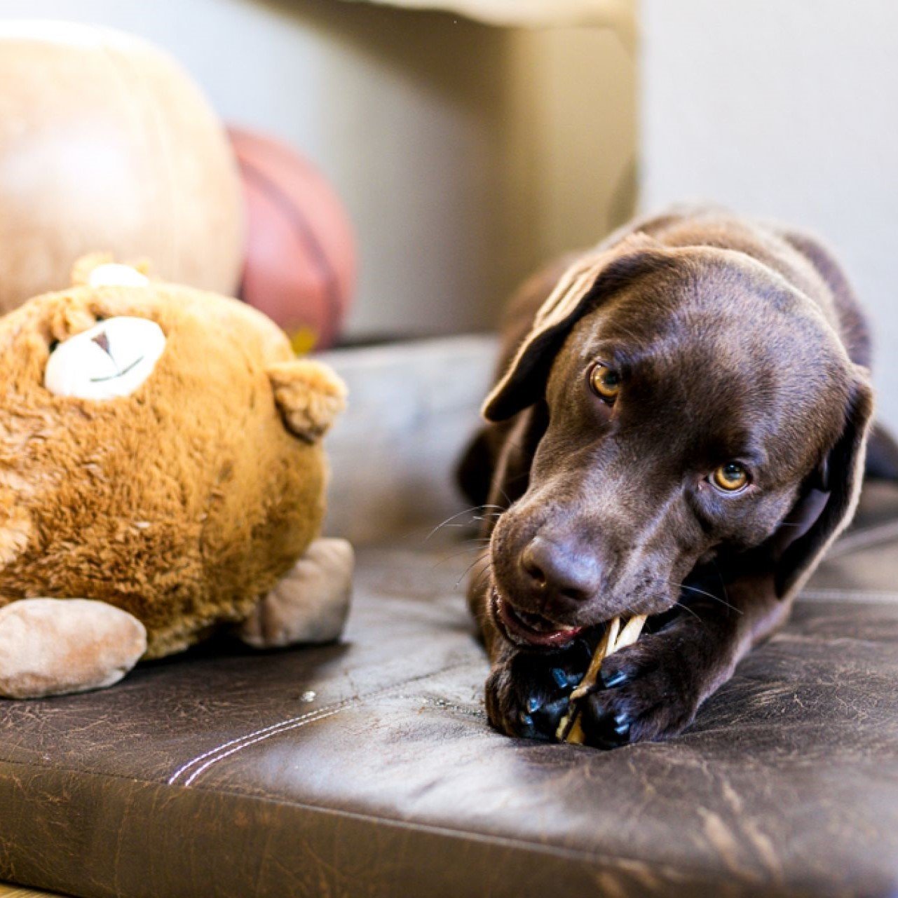 Wolters VIP Matratze für Hunde Kunstleder Bild 2